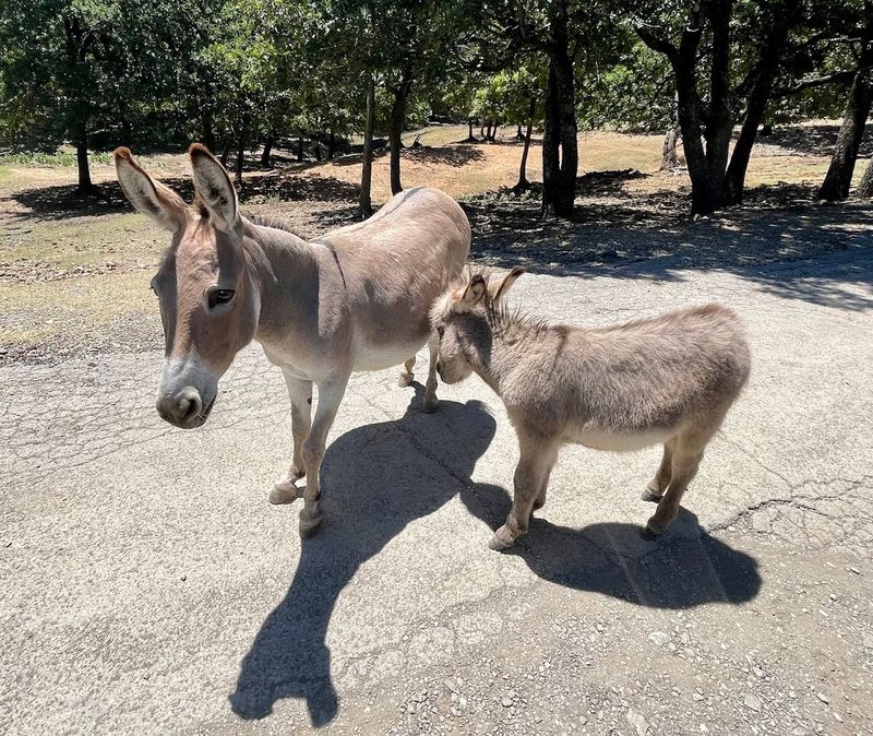 Star Animals of the Route: Donkeys, Llamas, and the Charismatic Crew