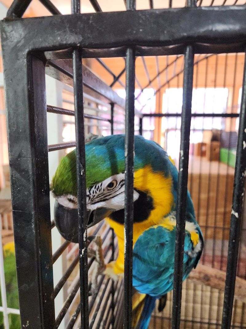 The Birds That Talk Back