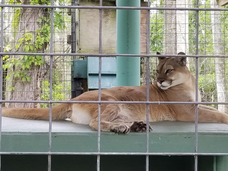 The Other Animals: Panthers, Wolves, Emus, and Parrots