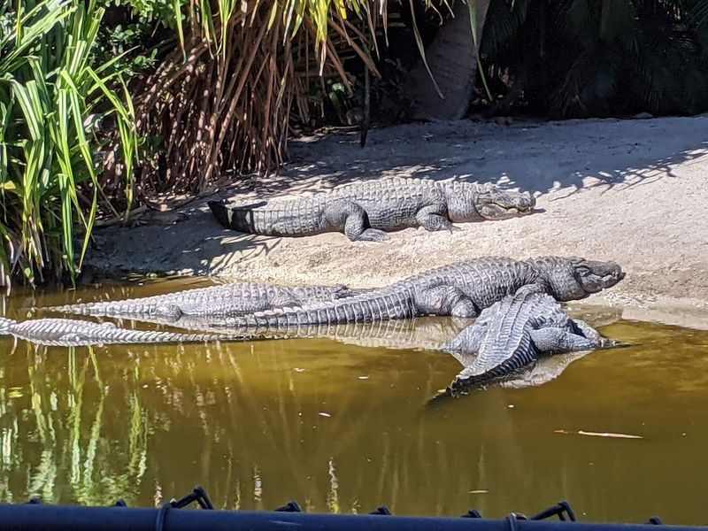Alligator Feeding Shows: Florida Wildlife at Its Most Thrilling