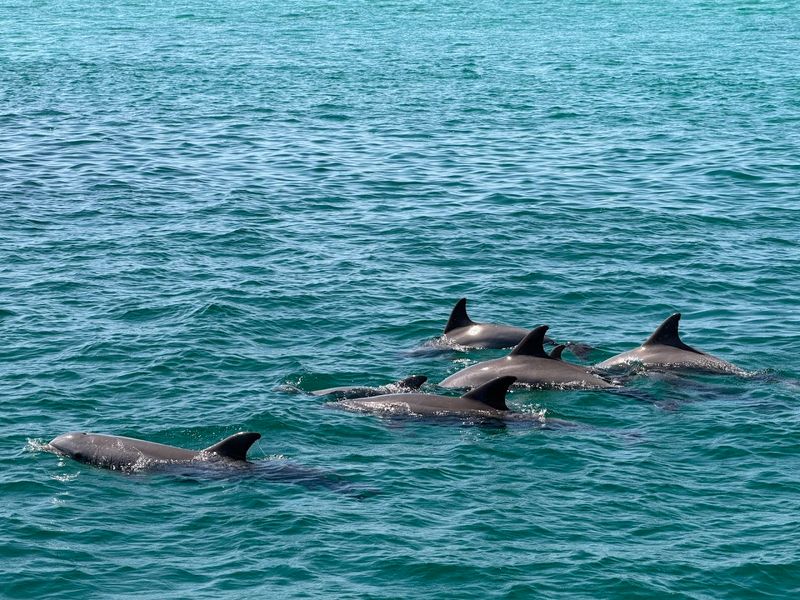 The Dolphins: The Real Stars of the Show