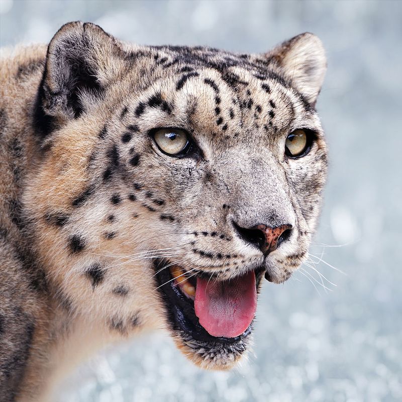 Snow Leopard