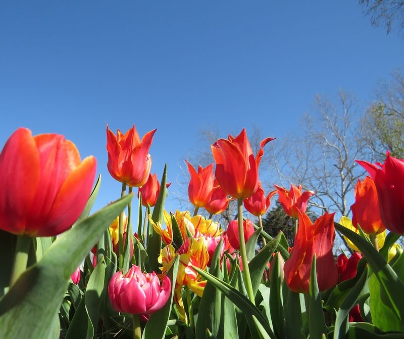 The Tulip Season That Started It All
