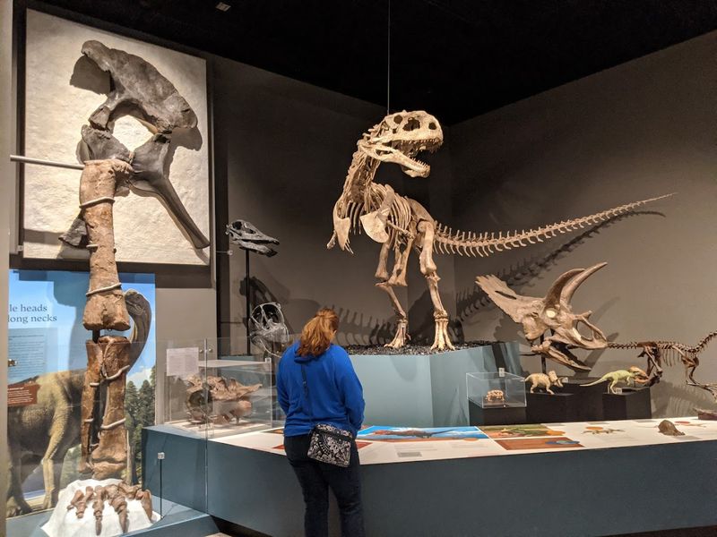 The Star of the Show: The Towering Allosaurus Skeleton in the Hall of Evolution