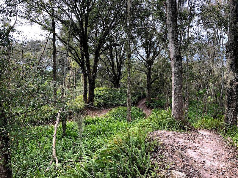 The Landscape: Scrub, Sand, and Something Prehistoric