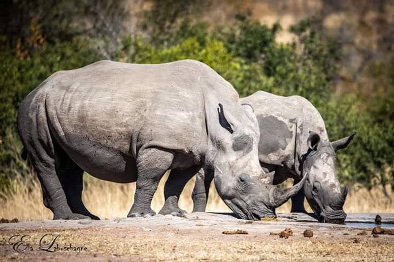 South Africa — Safari-Rich Conservation Areas