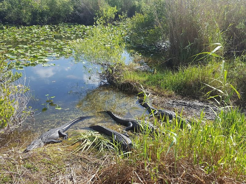 Wildlife Close Ups Without The Rush