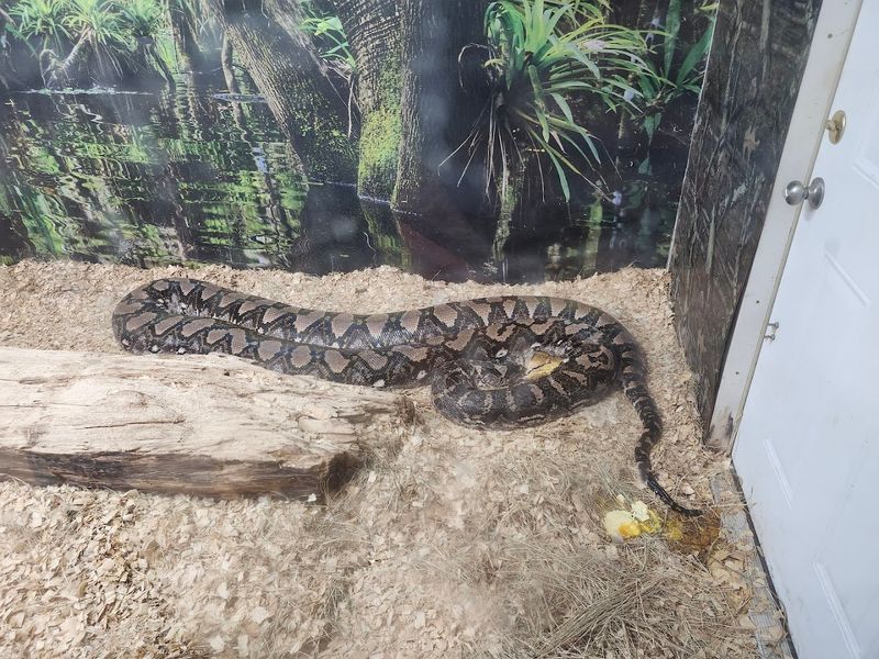 The Reptile Exhibit Out Back