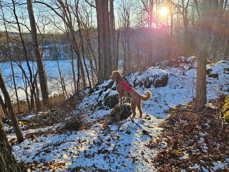 Bringing Dogs Along for the Adventure