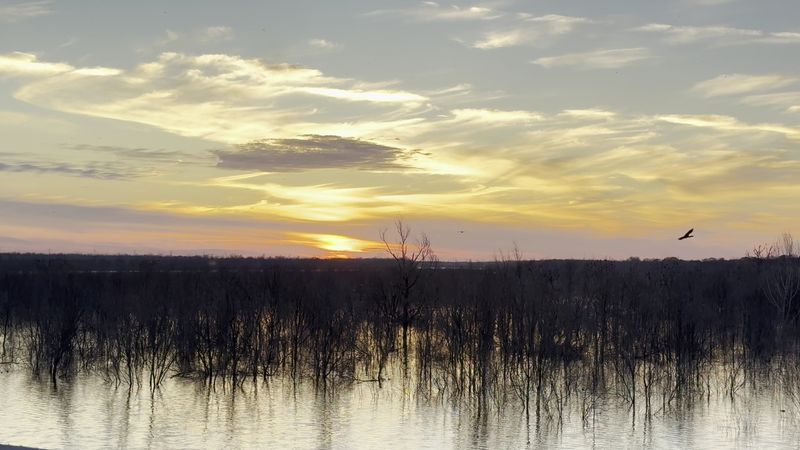 Duck Hunting in the Early Morning Hours
