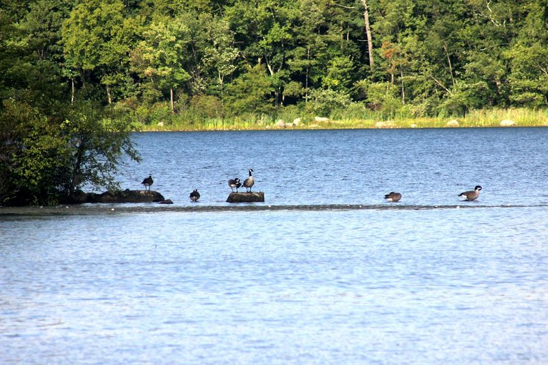 Wildlife On The Lake