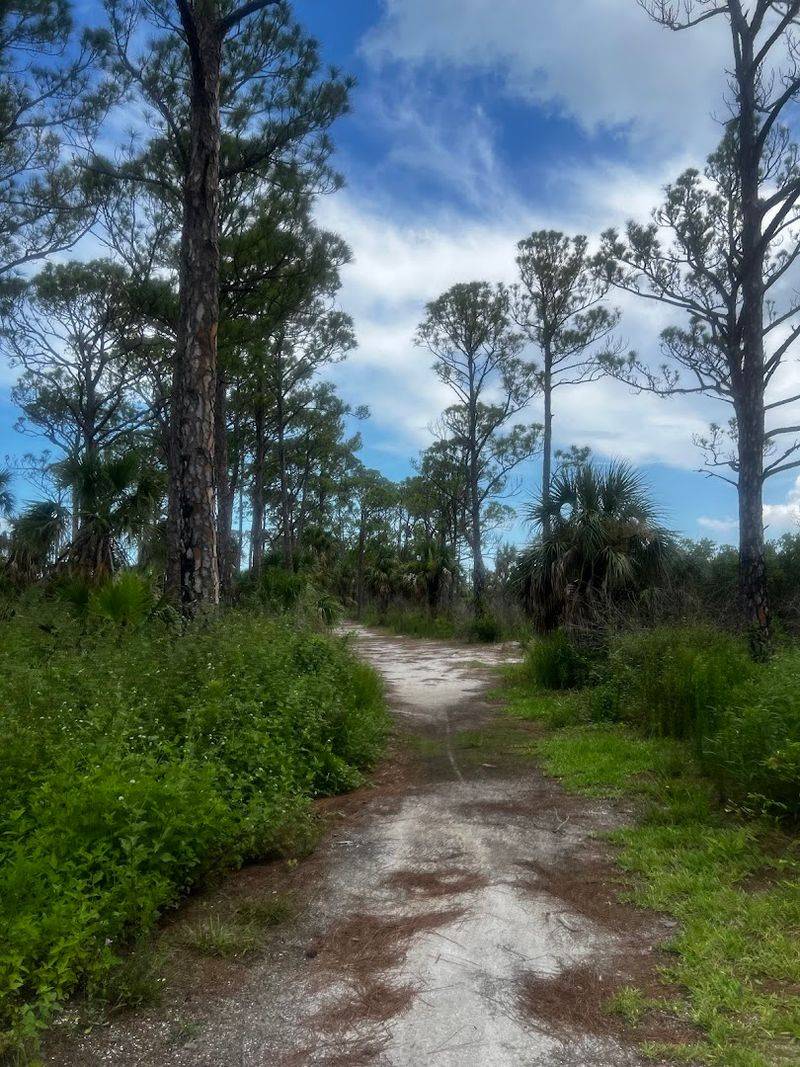 The Slash Pine Forest That Most Visitors Miss