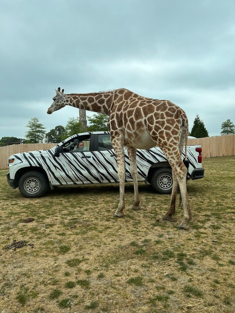Six Flags Safari Adventure: A Totally Different Kind of Thrill