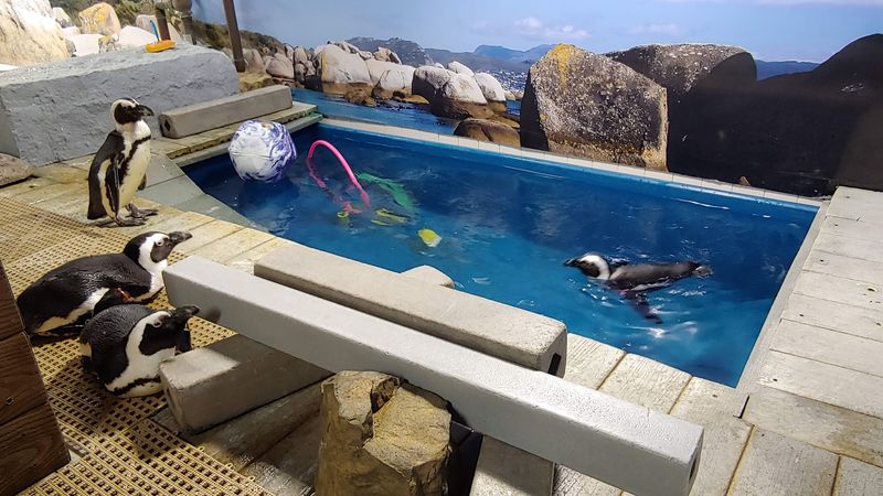 The Penguin Exhibit: A Fan Favorite Under Repair