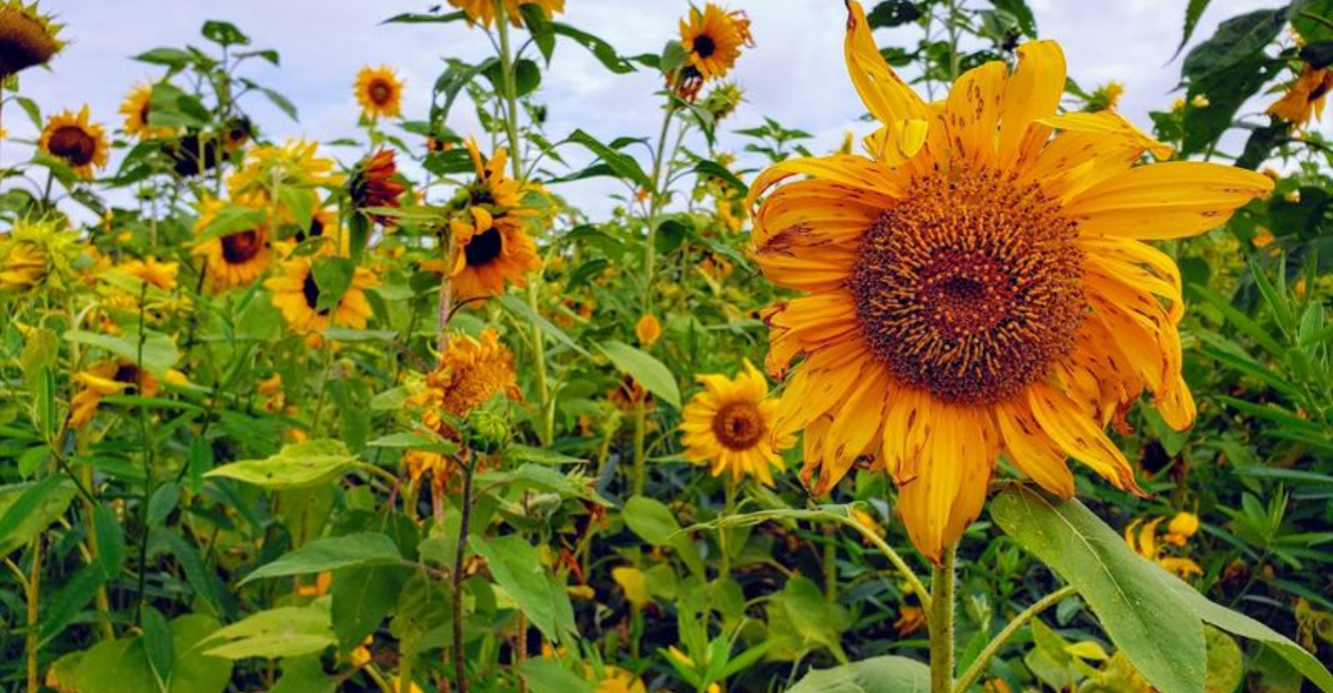 Florida Flower Farms You Can Visit This Spring for Colorful Blooms and Peaceful Escapes