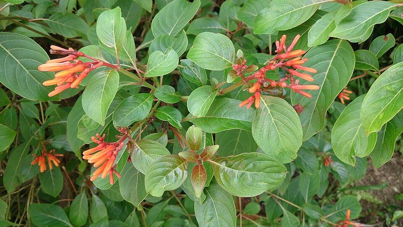 Firebush (Hamelia patens)