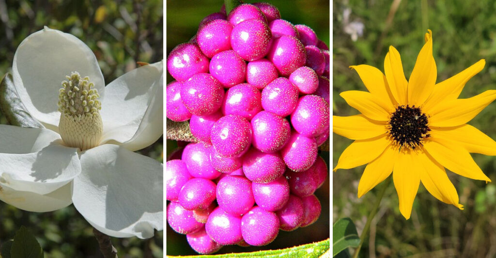 Florida Gardening Secrets: 12 Plants That Love the Sunshine State