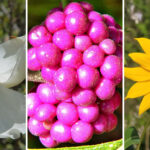 Florida Gardening Secrets: 12 Plants That Love the Sunshine State