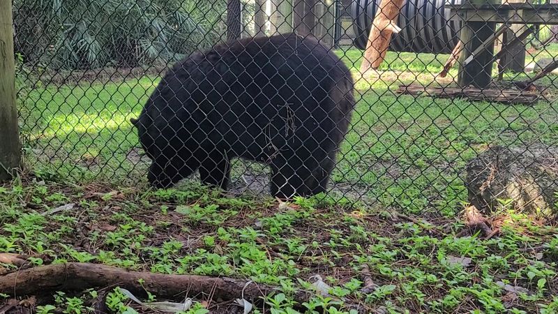 Bears, Bobcats, and Foxes