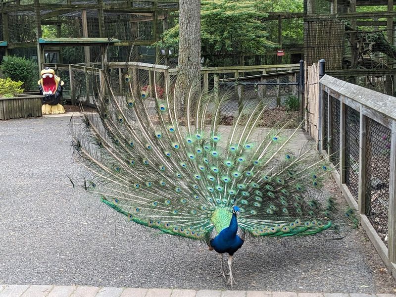 Over 100 Animals Worth Meeting