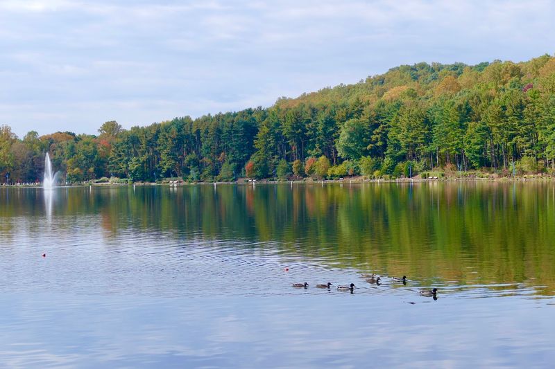 Ducks, Dogs, and the Casual Side of the Park