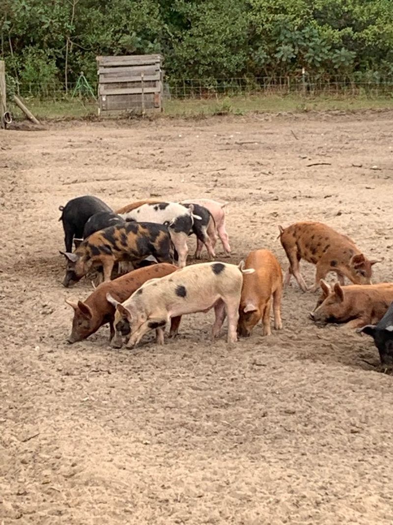 The Pigs Down the Winding Path