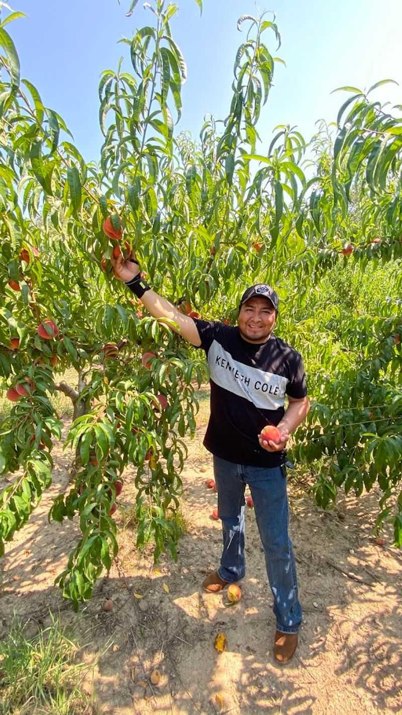 Beyond Apples: The Full Season Fruit Lineup