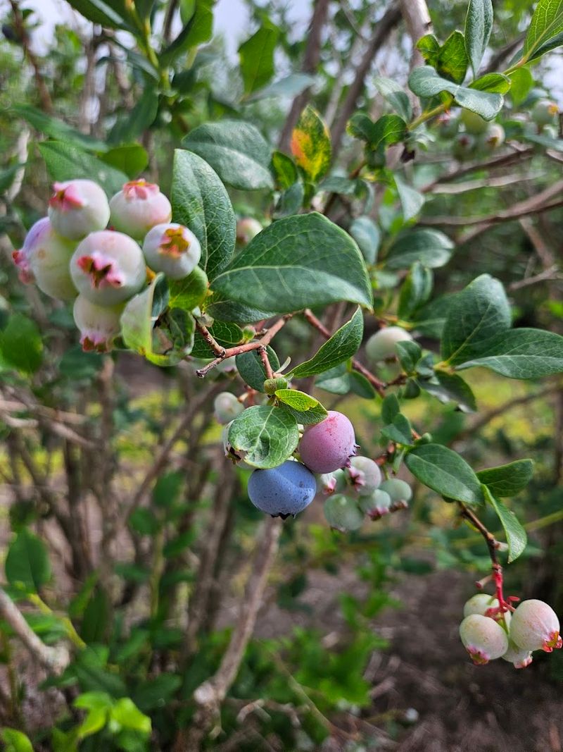 Timing your visit for the sweetest payoff