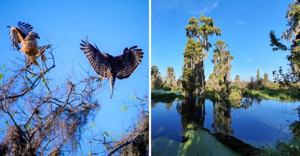 From Bald Eagles to Wild Pigs, This Florida Nature Reserve Has It All