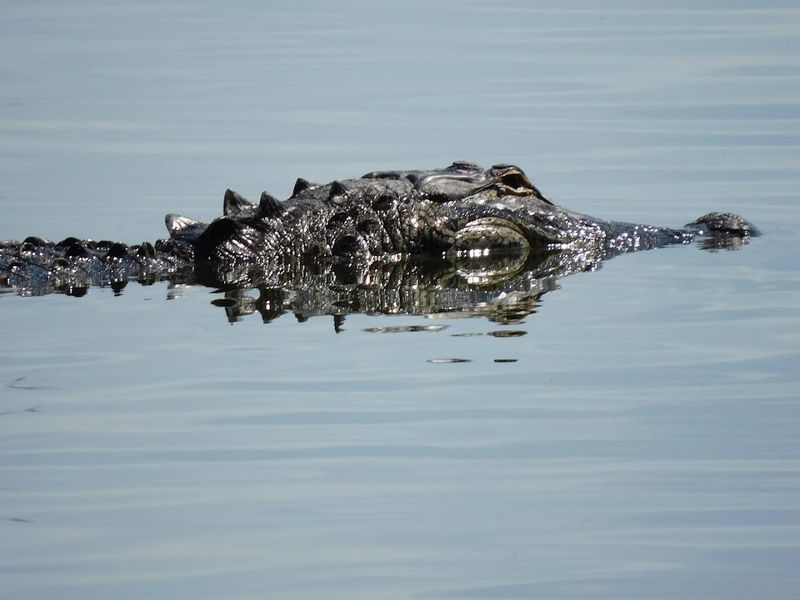 Alligator Alley Highlights