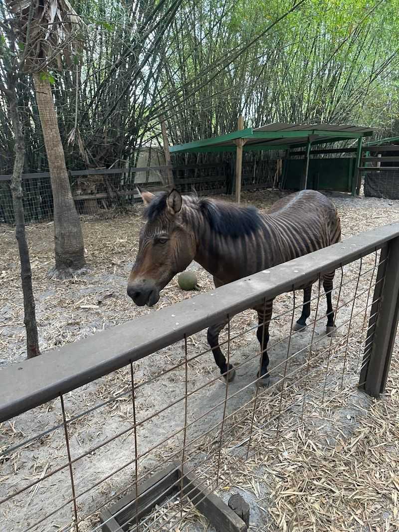 Meet Houston the Zorse: The Sanctuary's Showstopper