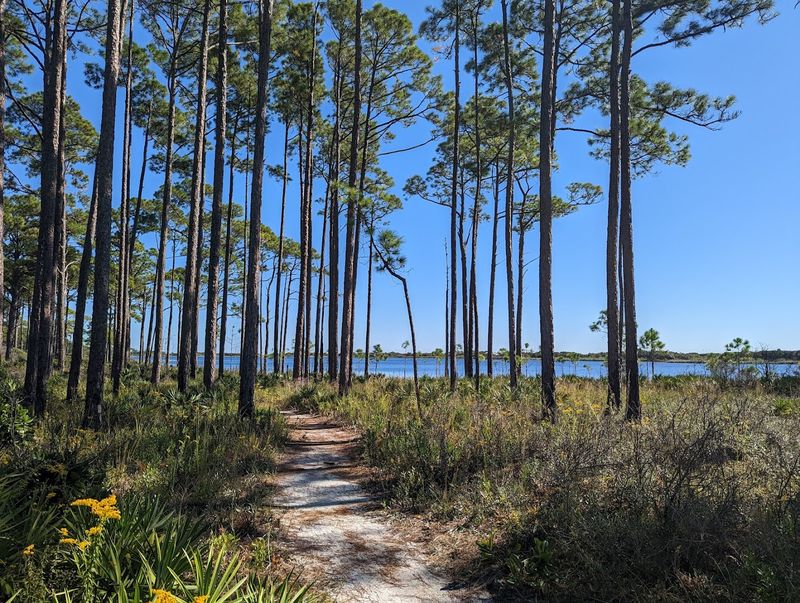 Trails Through Pine Forests and Dune Ridges