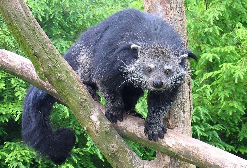 Binturong (Bearcat)