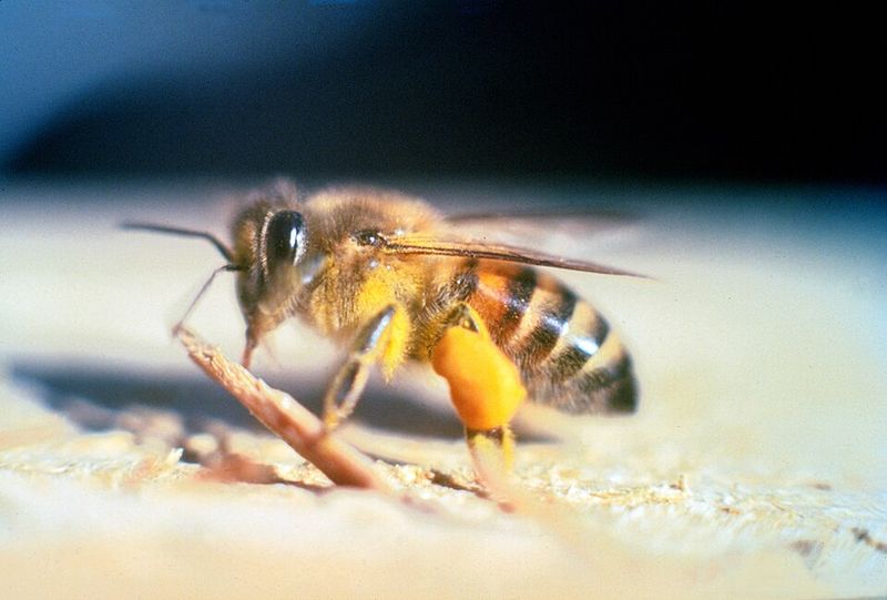 Africanized Honey Bees