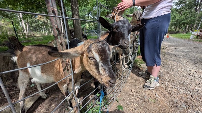 S'mores and Goats for a Special Occasion