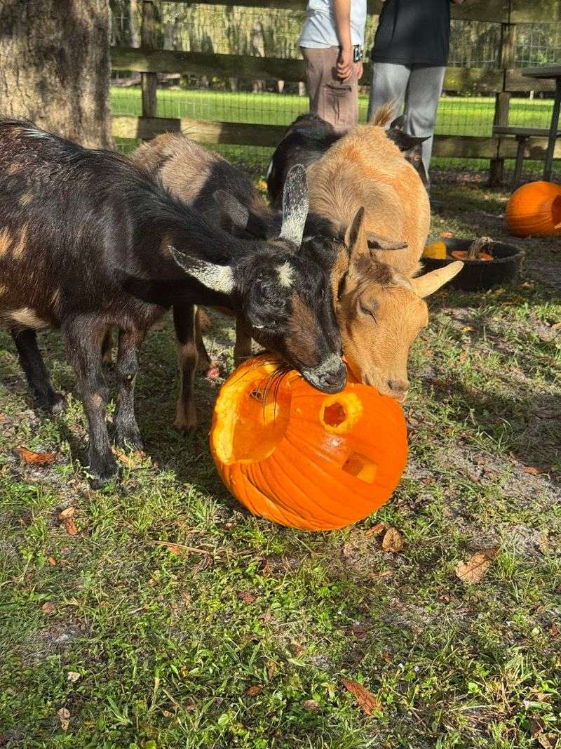 Pumpkin Carving With a Goat Audience