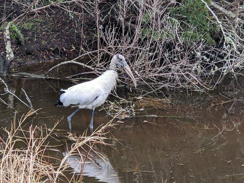 Wildlife and Nature Encounters Across the Island