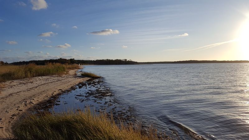 Dogs, Bikes, and Easy Motion