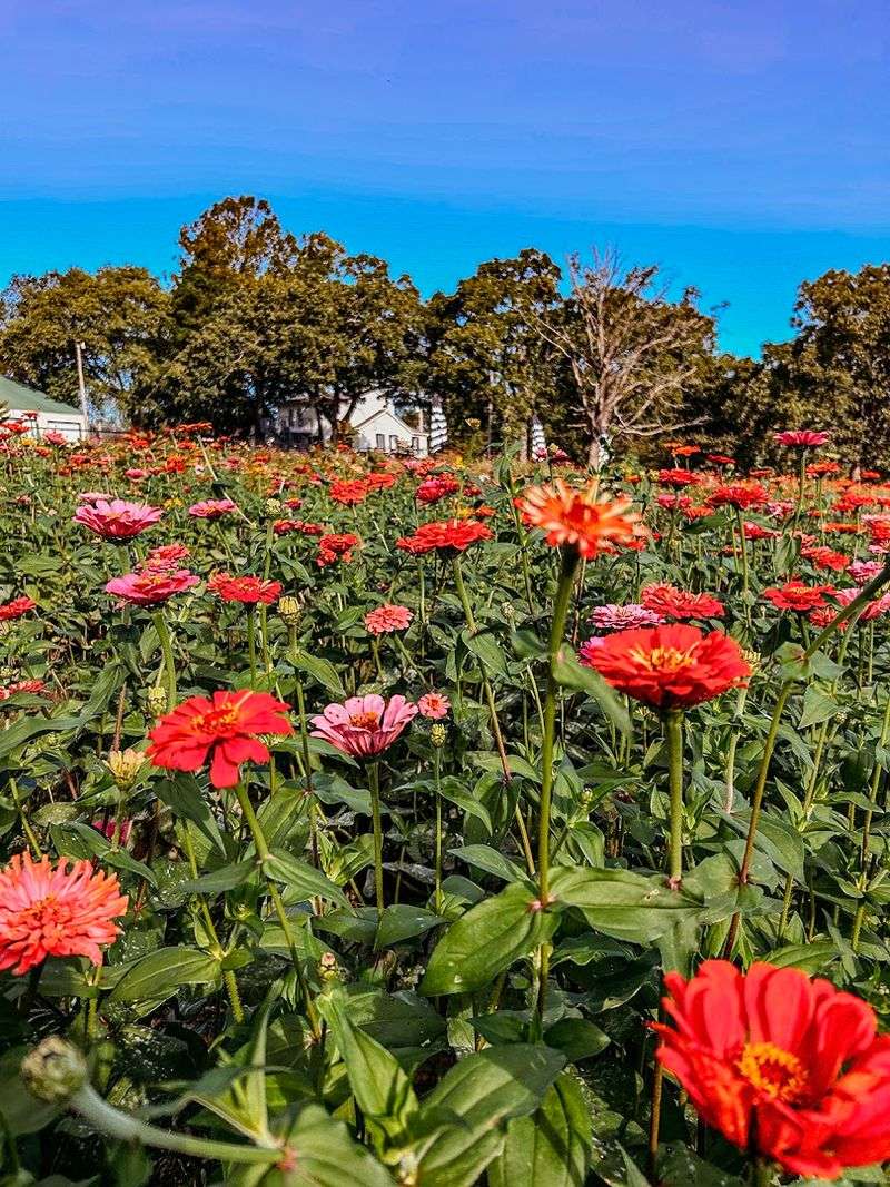 Floral Subscriptions and Gift Ideas