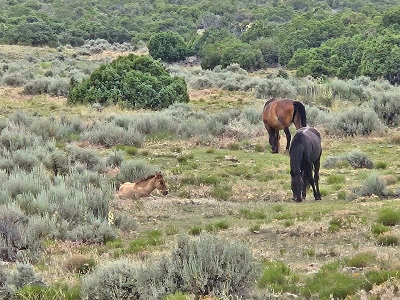 Pryor Mountain Wild Horse Range (Montana/Wyoming)