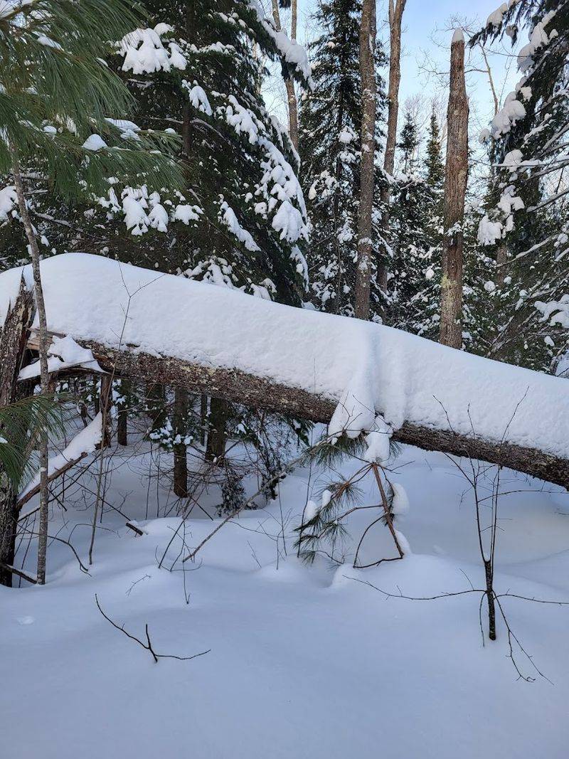 A forest that knows how to be quiet