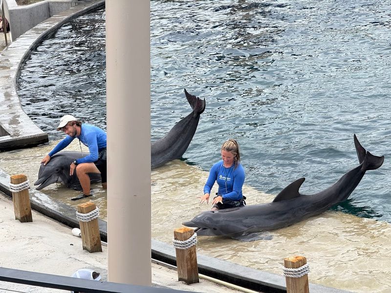 Dolphin Encounter Experiences Worth Every Penny