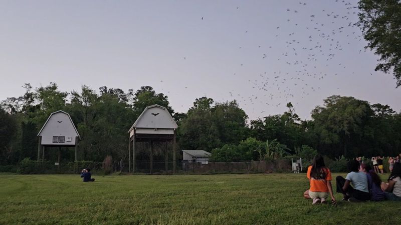 Two Species, One Show: Brazilian Free-Tailed Bats and Southeastern Bats