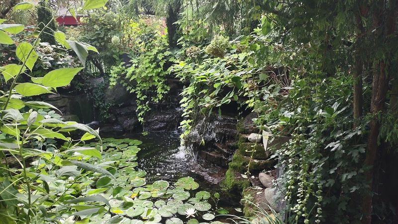 The Koi Pond and Waterfall Up Close