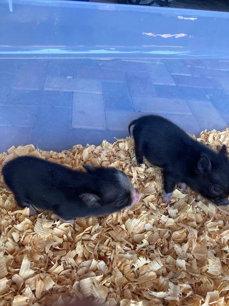 Adopting a Mini Pig: What You Should Know First