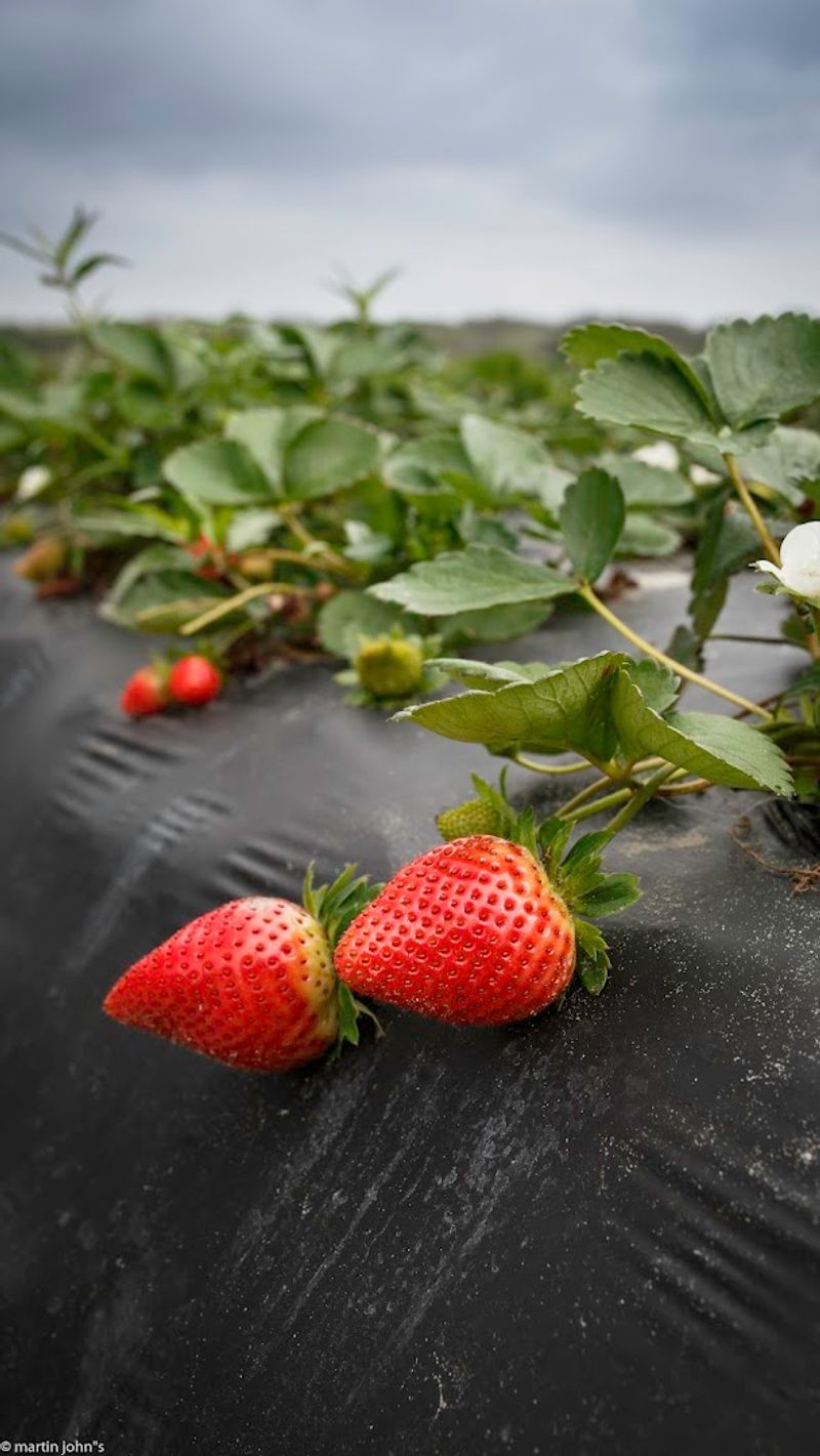 The Farm Store and Fresh Produce Stand