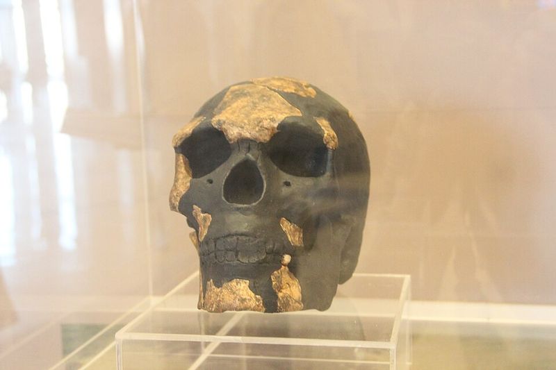 Omo I (Ethiopia) - ~233,000 years old
