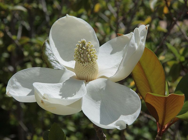 Southern Magnolia (Magnolia grandiflora)