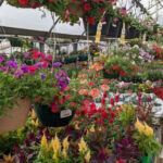 Hidden in Oklahoma Is a Plant Lover’s Paradise With Greenhouses Full of Exotic Plants