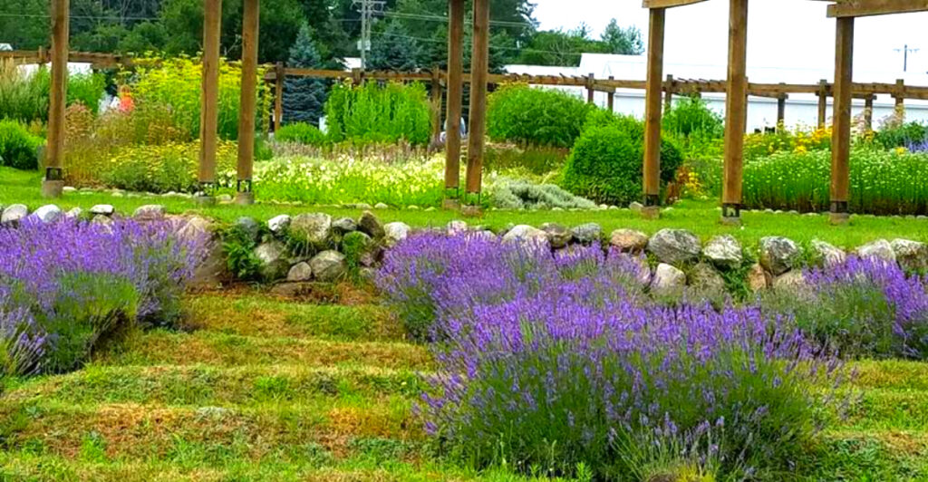 Hidden in Western Michigan Is a Lavender Labyrinth That Looks Magical in Summer